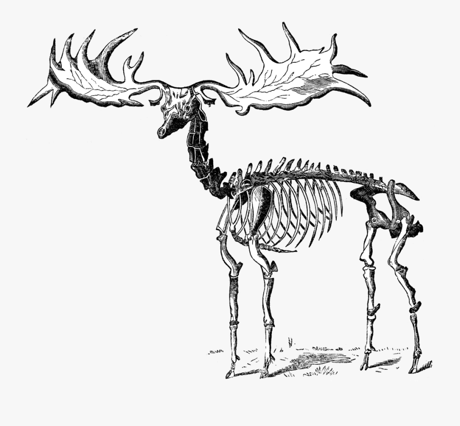 Giant Irish Elk Comparison, Transparent Clipart