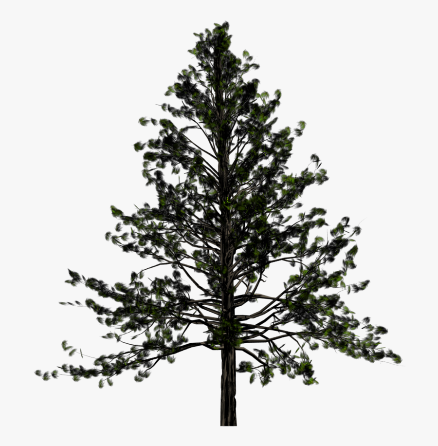 Fir Tree Clipart Alpine Tree - Pine Tree Transparent Png, Transparent Clipart