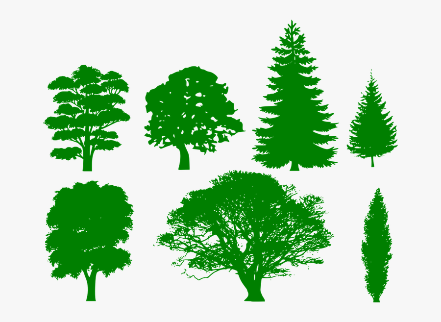Transparent Pine Branches Png - Draw A Tree Silhouette, Transparent Clipart