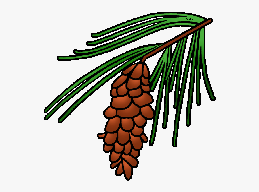 Pine Tree Clipart North Carolina - Pine Tree Cone Clip Art, Transparent Clipart