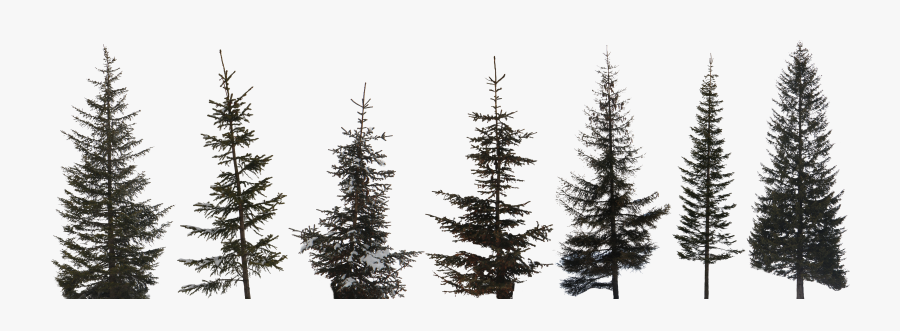 Transparent Evergreen Tree Clipart Black And White - Pine Tree High Res, Transparent Clipart