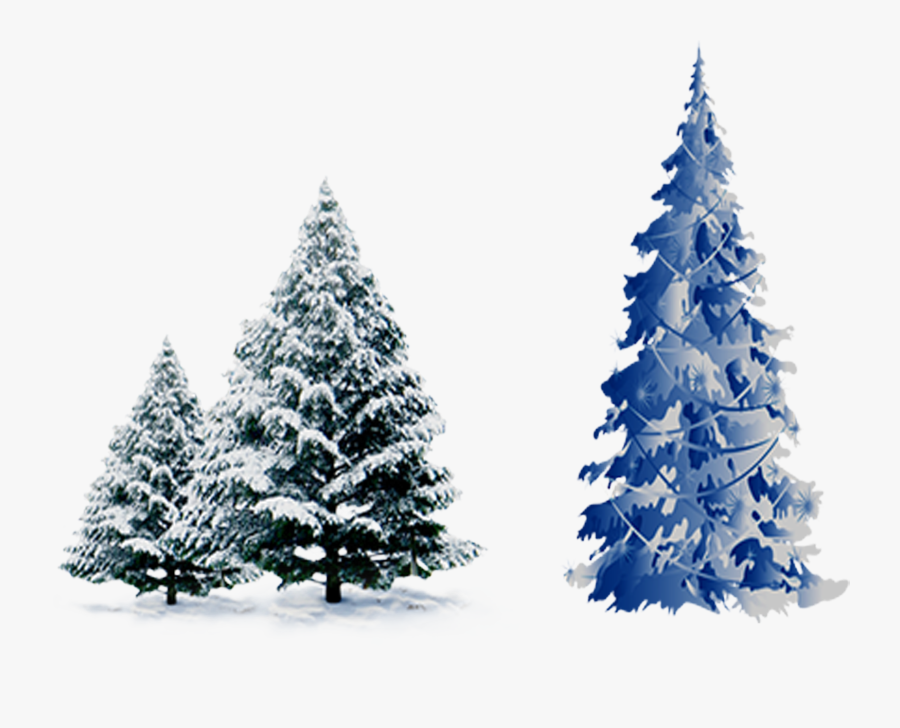 Transparent Winter Pine Tree Clipart - Blue Christmas Tree Vector Png, Transparent Clipart