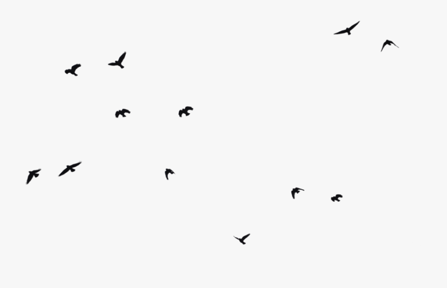 Free Bird Silhouette Download Clip Art On Love - Birds On Transparent Background, Transparent Clipart