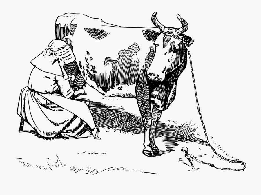Milking A Cow Drawing, Transparent Clipart