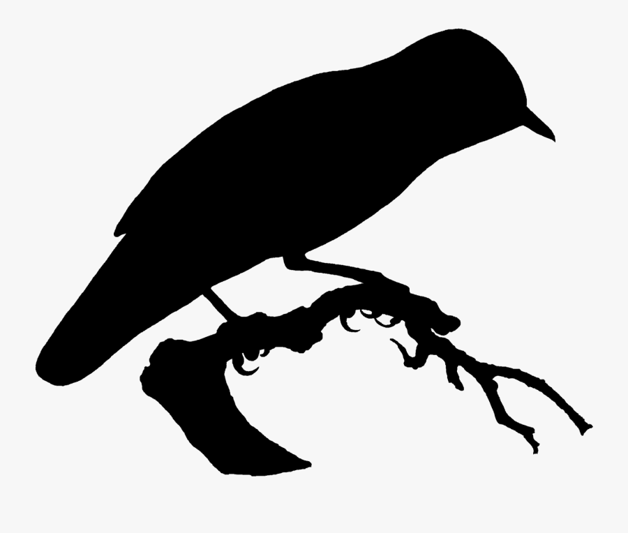 Burung Terbang Di Pantai Hitam Putih, Transparent Clipart