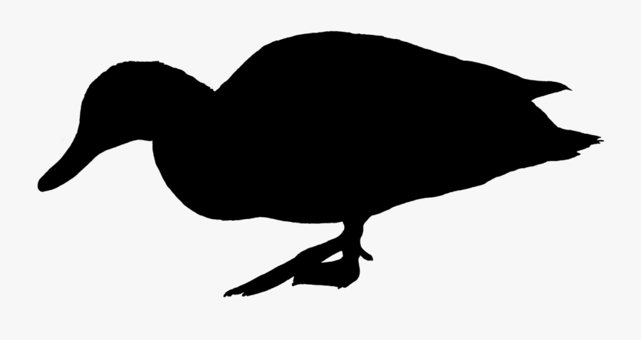 Duck Silhouette Png -duck Water Bird Silhouette - Portable Network Graphics, Transparent Clipart