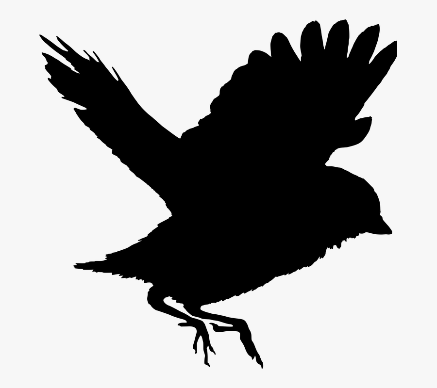 Bird Silhouette - Fugl Der Flyver Silhuet, Transparent Clipart