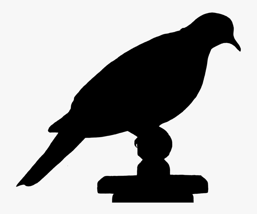 Dove Bird Silhouette Black Gambar Siluet Burung 