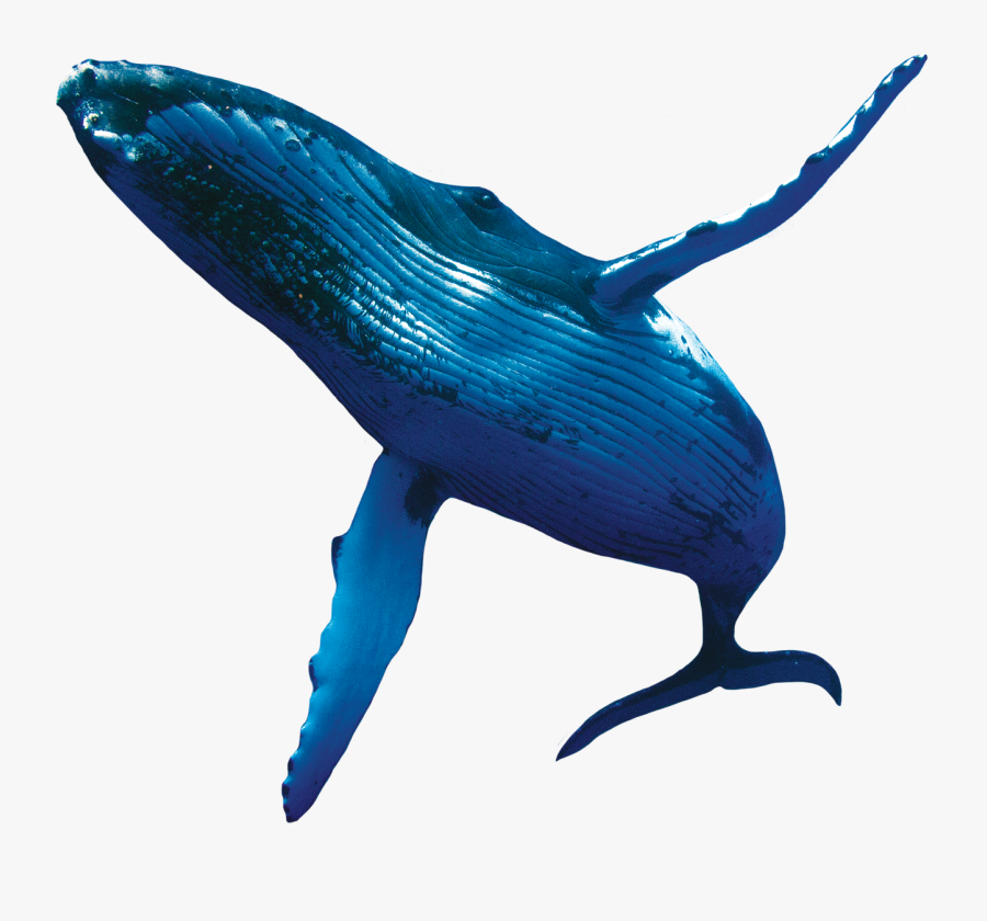 Blue Whale Png - Humpback Whale Png, Transparent Clipart