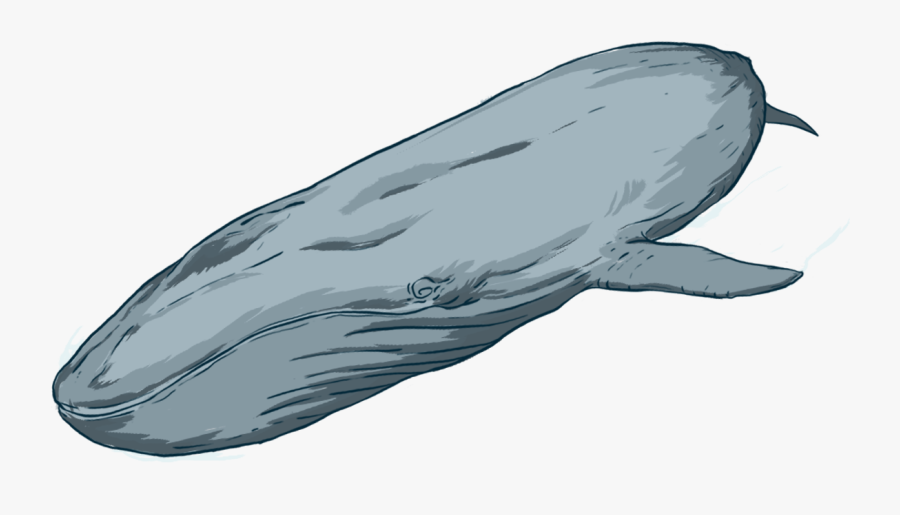 Grey Whale, Transparent Clipart