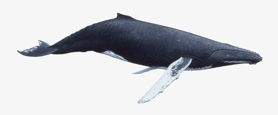 Humpback Whale - Whale Transparent Background Png, Transparent Clipart