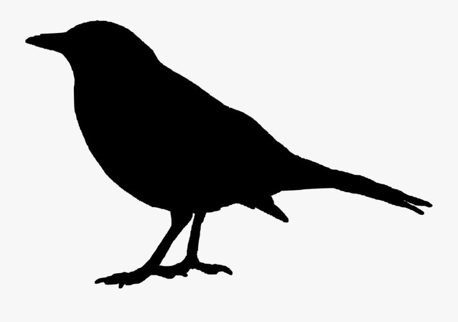 Bird Silhouette - Raven Transparent, Transparent Clipart