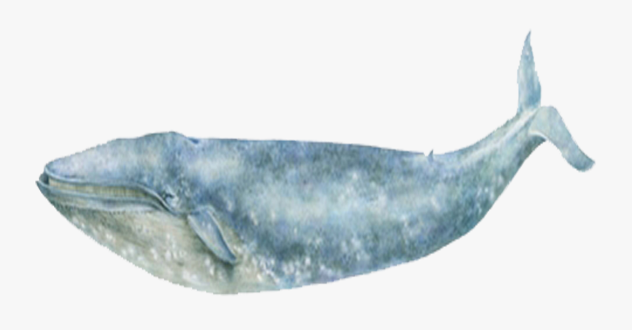 Blue Whale Sea Ocean - Grey Whale, Transparent Clipart
