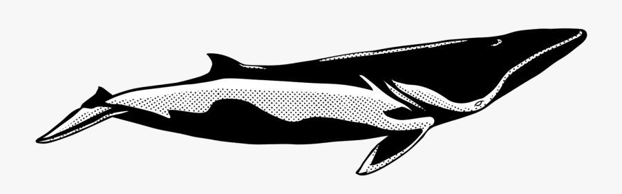 Transparent Whale Tail Png - Whale, Transparent Clipart