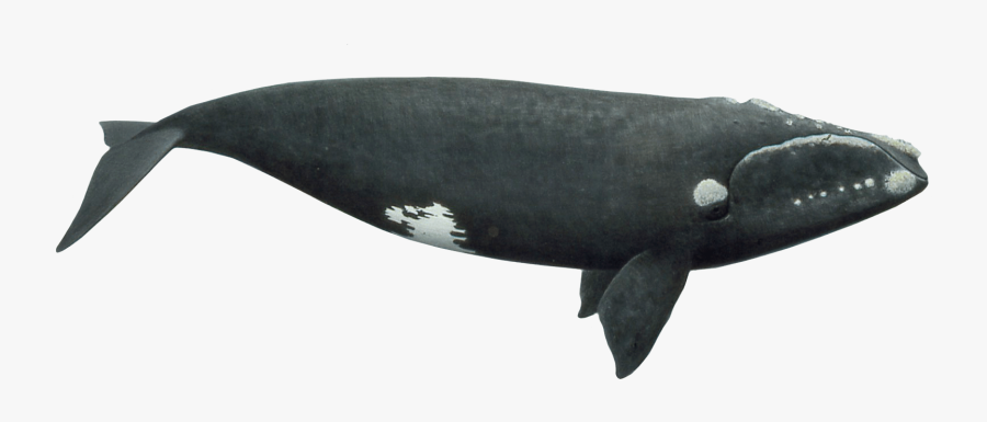 Right Whale Clip Arts - Right Whale No Background, Transparent Clipart