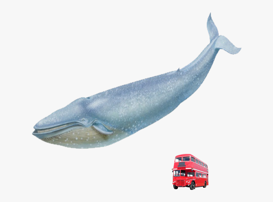 Blue Whale Transparent Real, Transparent Clipart