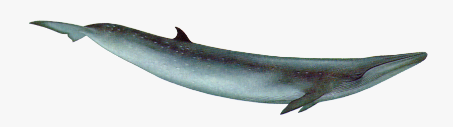 Directory Cashadvance6online - Blue Whale With Transparent Background, Transparent Clipart