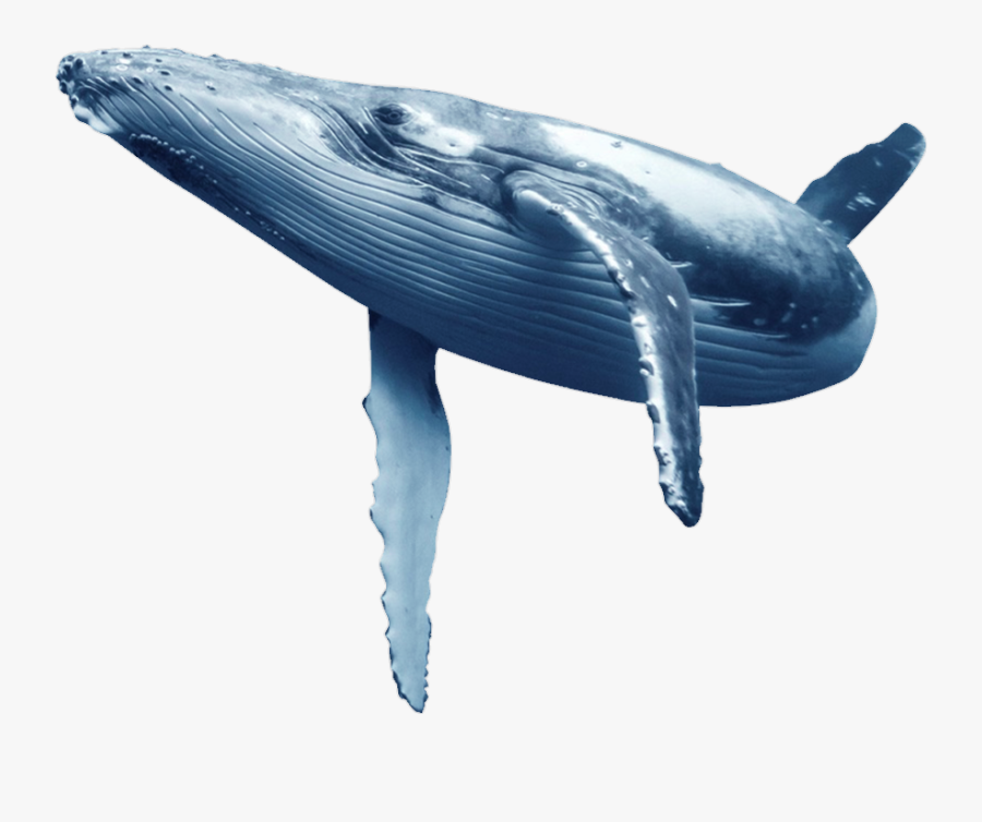 #whale #bluewhale - Blue Whale No Background, Transparent Clipart