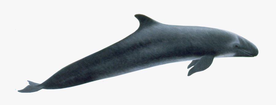 Whale Png, Transparent Clipart