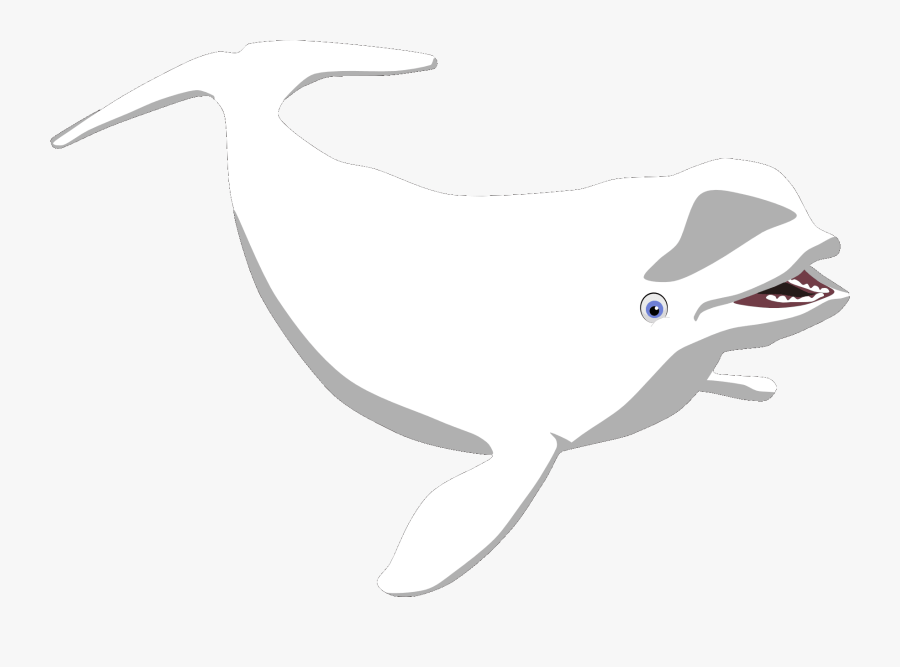 Transparent Beluga Whale Clipart - Whale, Transparent Clipart