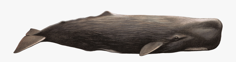 Whale Png - Capodoglio Png, Transparent Clipart