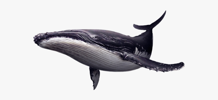 Whale Sea Tmblr Blue Bluewhale - Blue Whale Png, Transparent Clipart