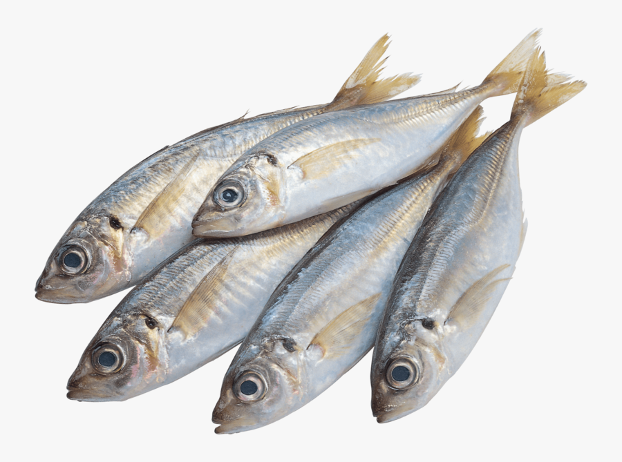 Fish - Fish Png Hd, Transparent Clipart