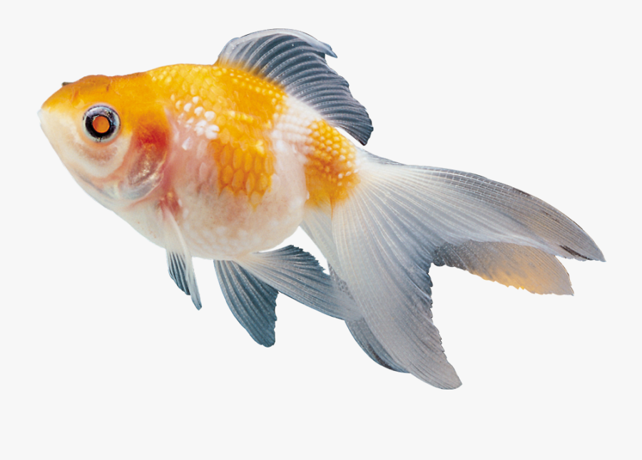 Beautiful Fish Clipart - Beautiful Fish Png, Transparent Clipart