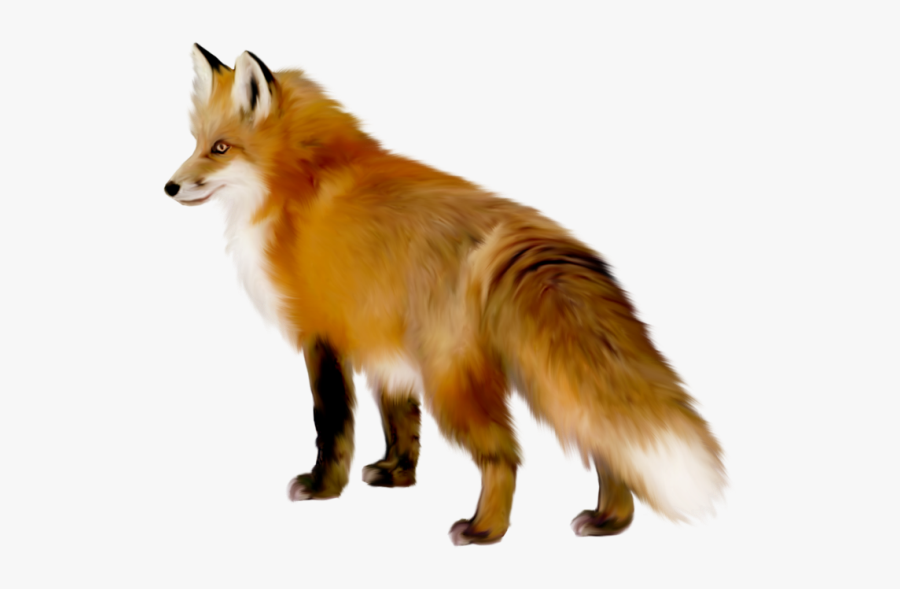 Baby Fox Clipart, Transparent Clipart