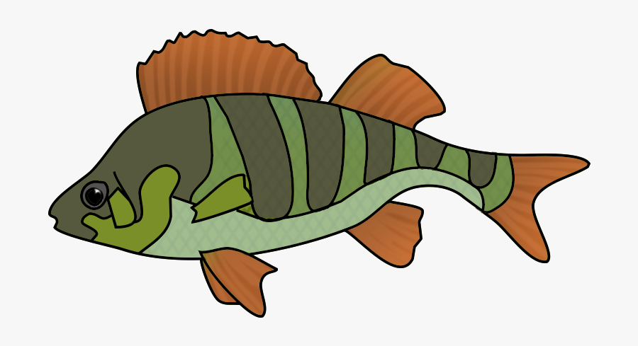 Green Orange Fish Drawing - Fish Drawing Png, Transparent Clipart