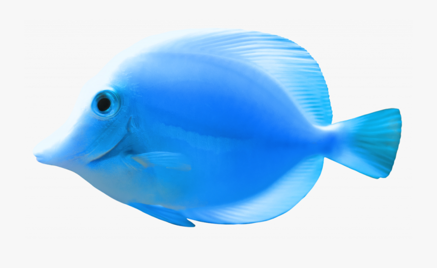 Complete Images Of Fish Blue Png Clipart Best Web - Beautiful Blue Fish Png, Transparent Clipart