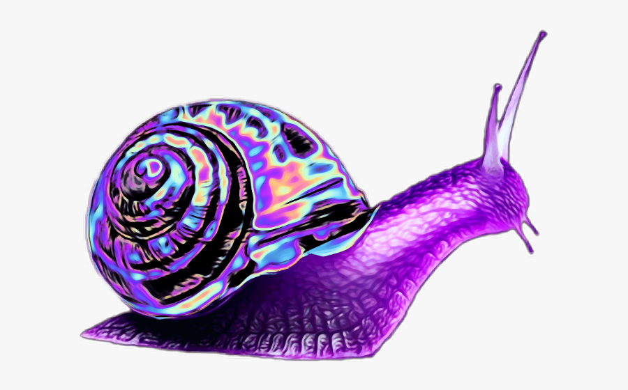 Transparent Clipart Snail - Snail Aesthetic, Transparent Clipart