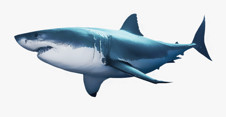 850 X 478 - Great White Shark Perfect, Transparent Clipart