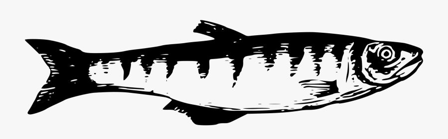 Shark,fish,cartilaginous Fish - Peces Del Lago Titicaca Para Dibujar, Transparent Clipart