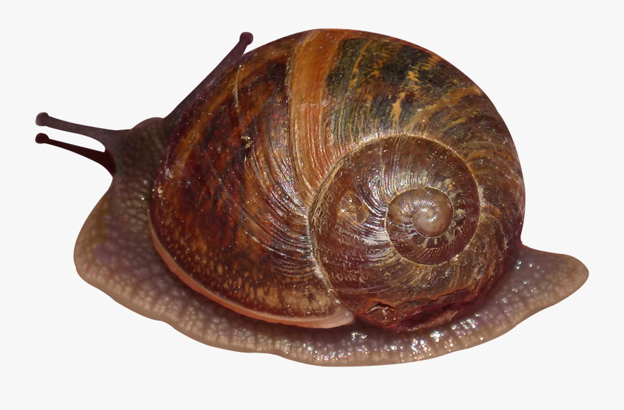 Snails Png Clipart - Snail, Transparent Clipart
