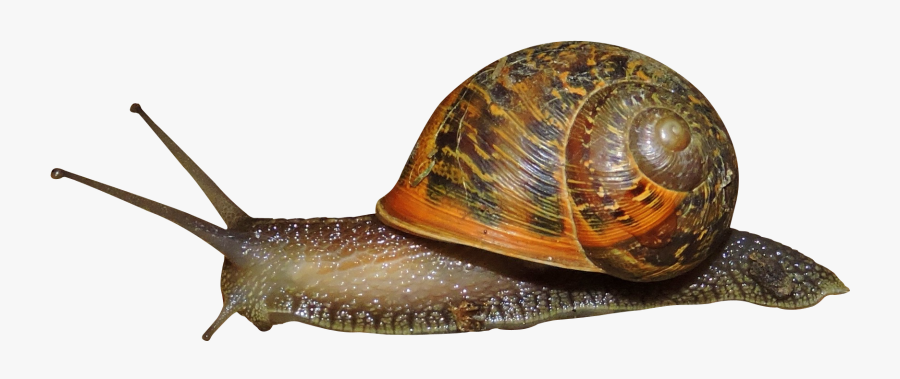 Transparent Snail Clipart Black And White - Snail Png, Transparent Clipart