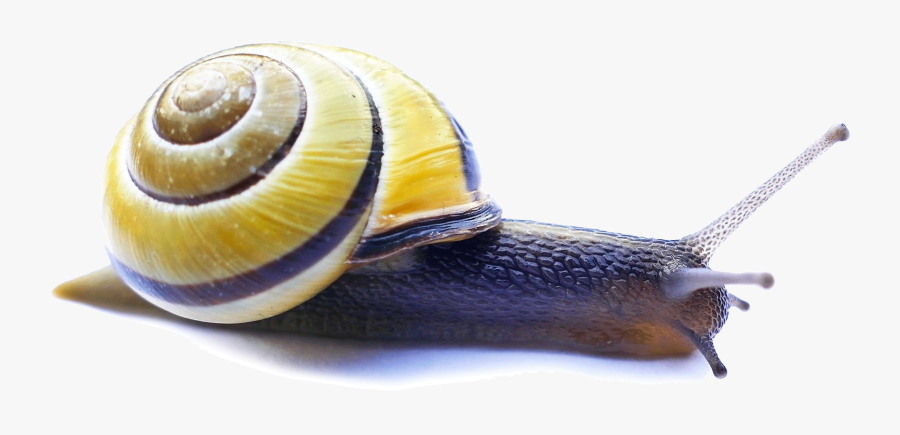 Snail Video Servers Carlo Tuzza Computer Servers - Lymnaeidae, Transparent Clipart