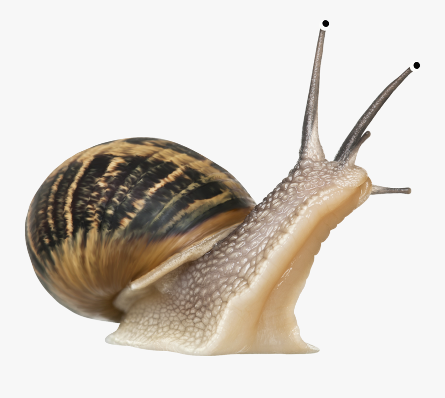 Download For Free Snails Png Clipart - Snail Transparent Background, Transparent Clipart