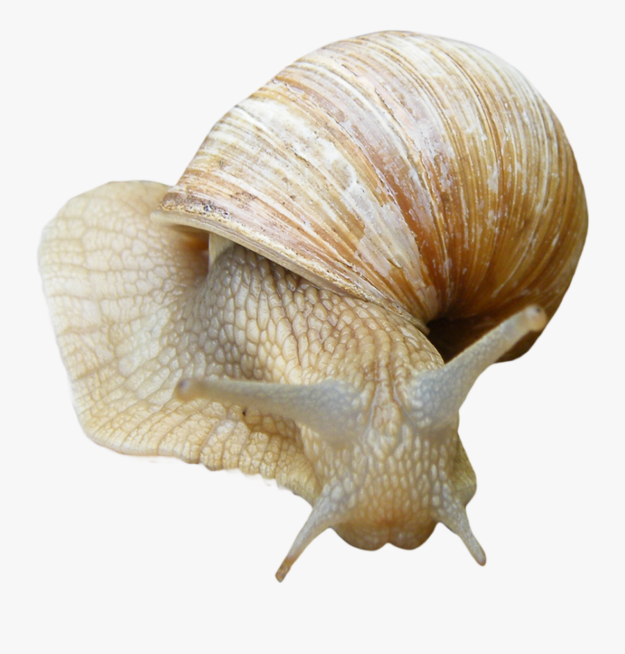 Snail With Clear Background, Transparent Clipart