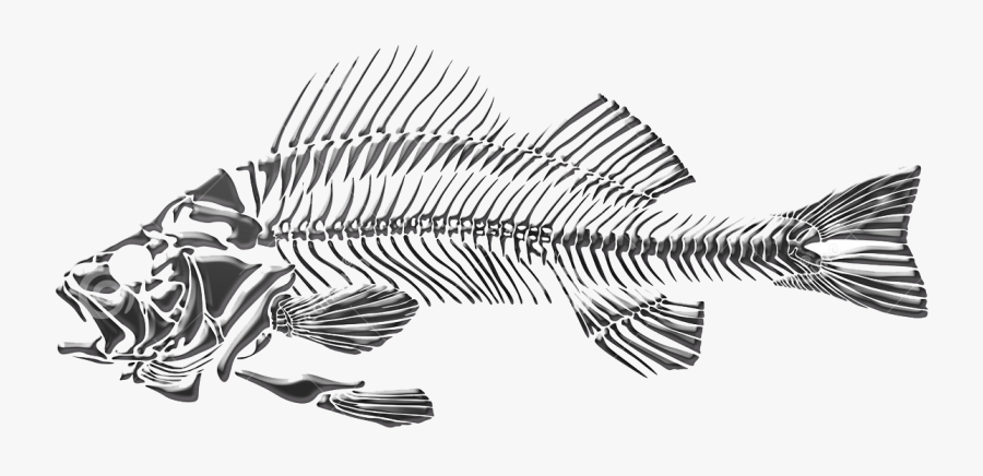 Transparent Skeleton Fish Png, Transparent Clipart