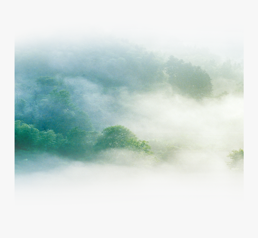 Mist , Transparent Cartoons - Tree, Transparent Clipart