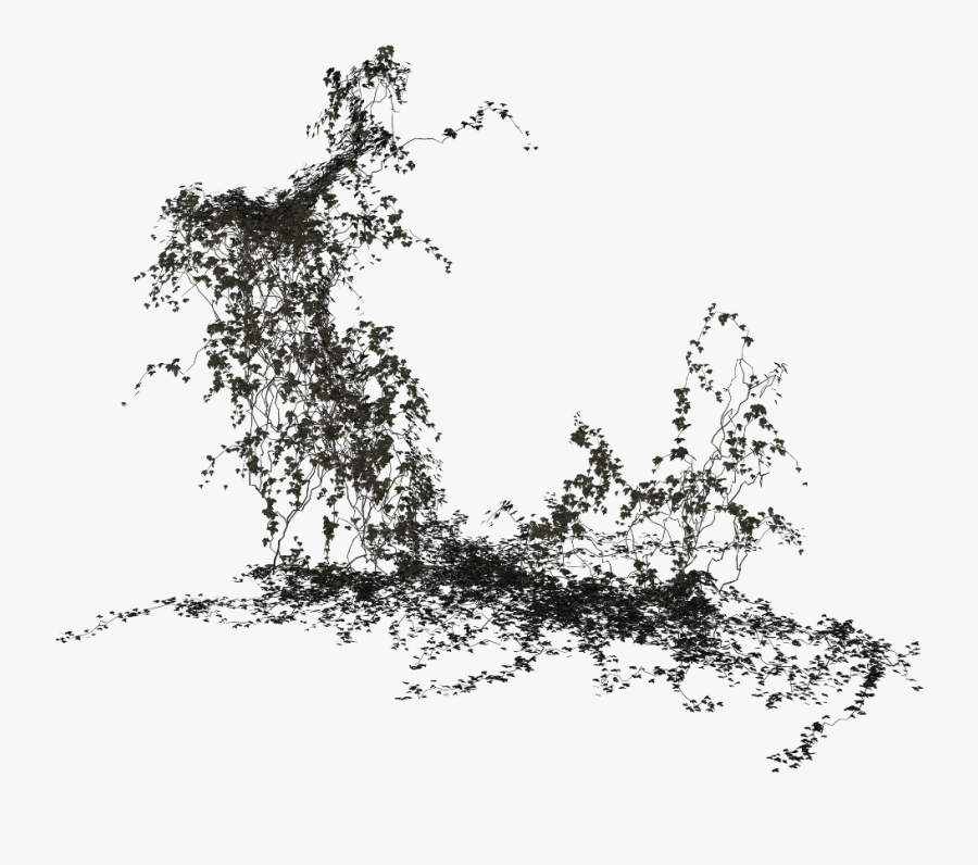 Transparent Ivy Clipart Black And White - Transparent Climber Plant Png, Transparent Clipart