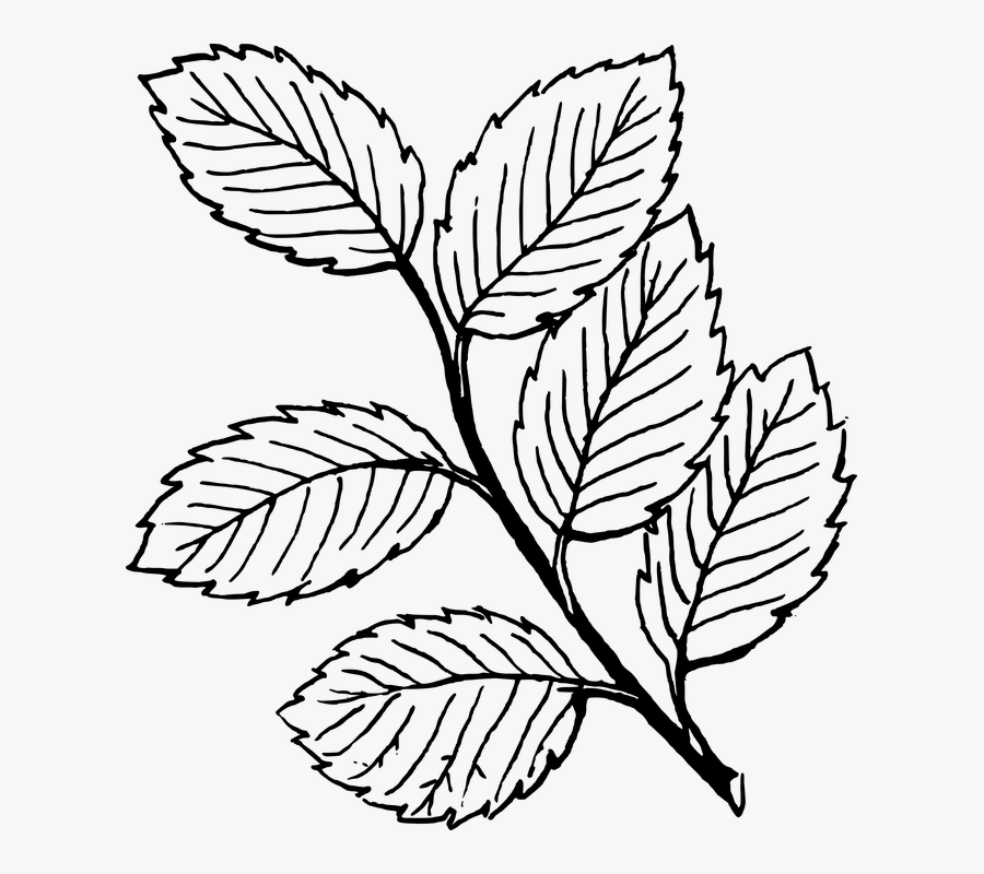Fall Tree Clipart Black And White Vines - Leaves Black And White, Transparent Clipart