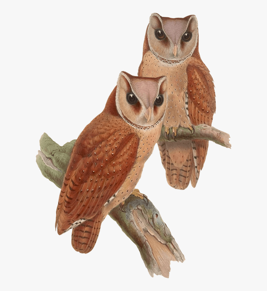 Owls Sitting On A Branch - Vintage Owl Png, Transparent Clipart