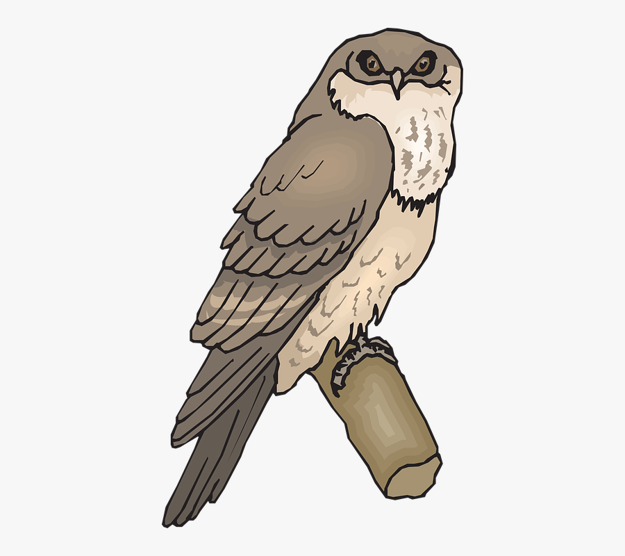 Tawny Frogmouth Clipart, Transparent Clipart