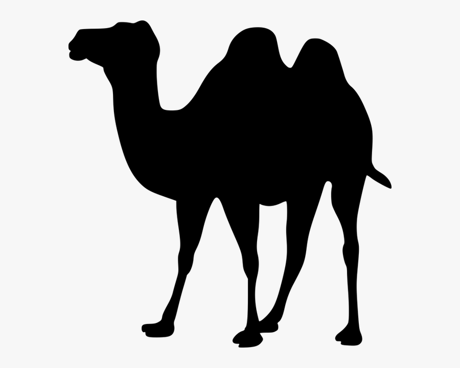 Free Image On Pixabay - Clipart Camels, Transparent Clipart