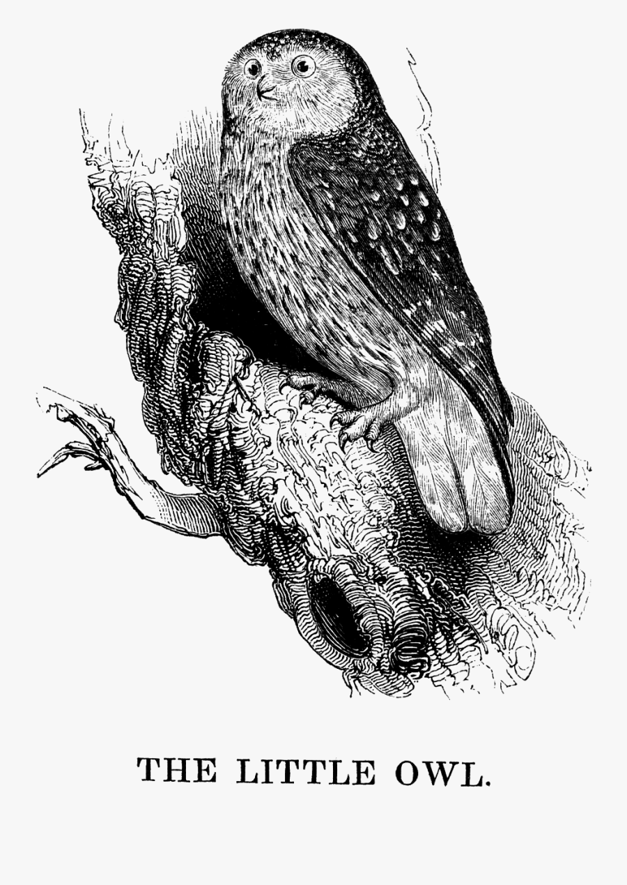 Transparent Cute Owl Png - Owl, Transparent Clipart