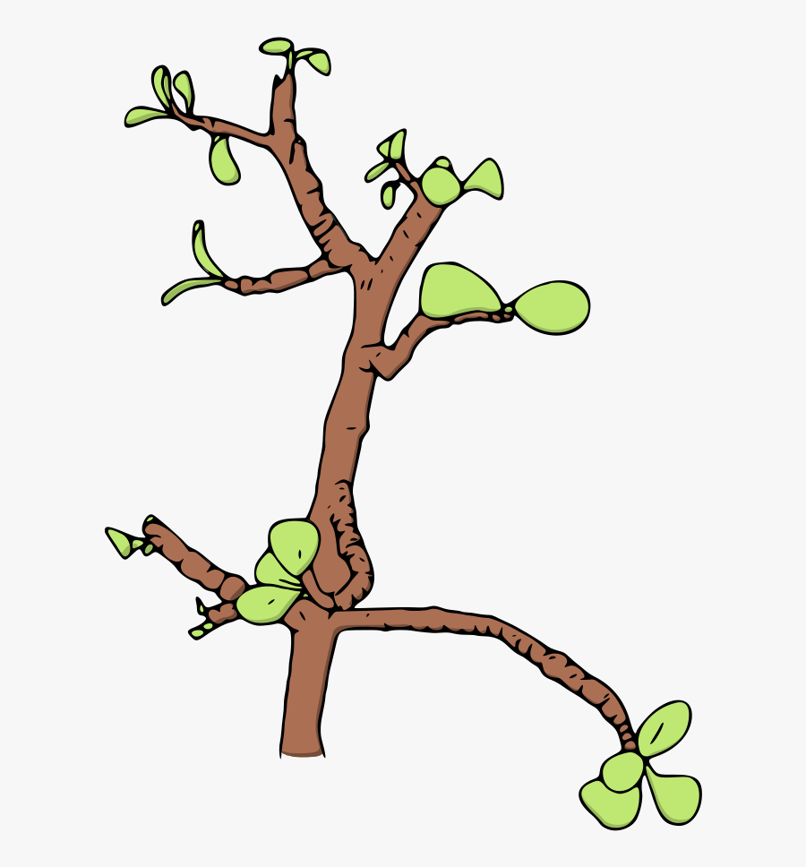 Jade Money Tree Vector Illustration - Clip Art, Transparent Clipart