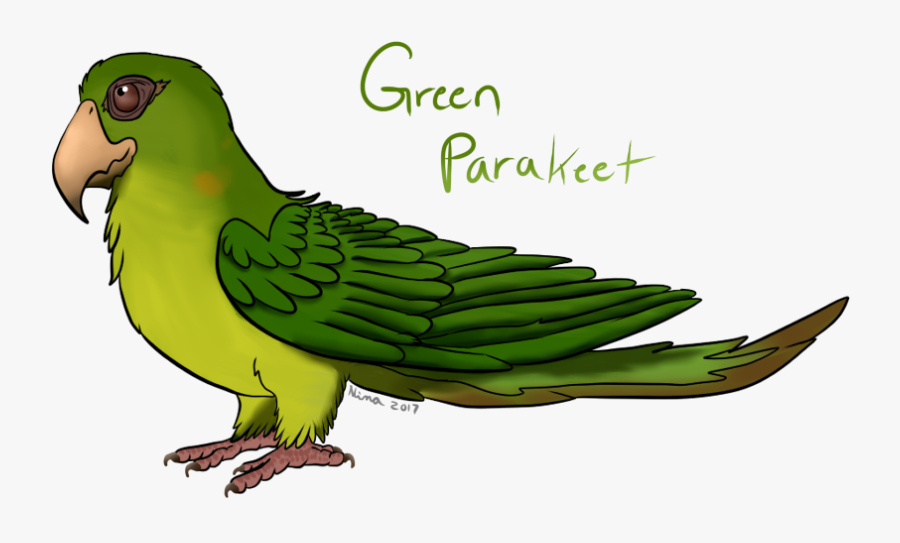 Green Parrot Drawing - Parakeet, Transparent Clipart