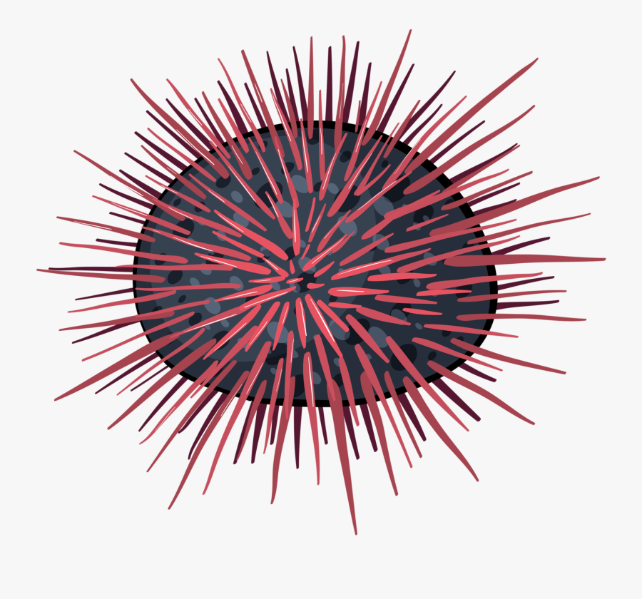 Sea Urchin Clipart - Sea Urchin Icon, Transparent Clipart